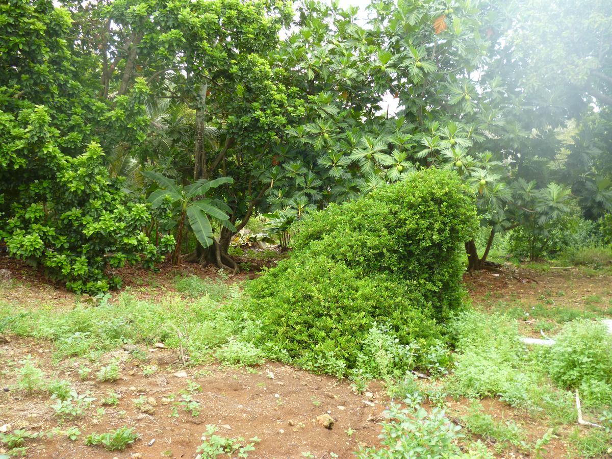 Posada Nativa Miss Casira San Andrés Buitenkant foto